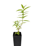 Lemon Verbena