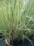 Lemon Grass