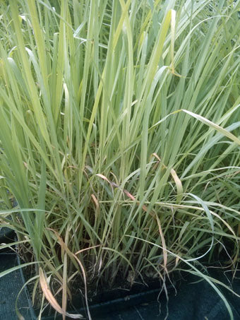 Lemon Grass