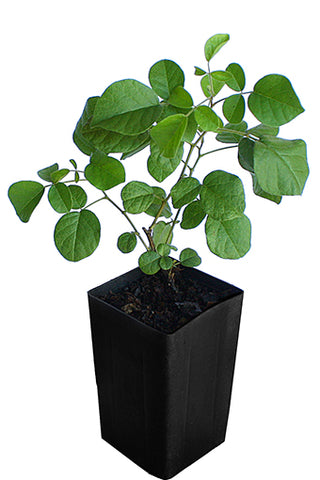Licorice Chinese