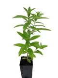 Lime Verbena