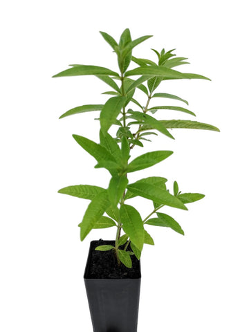 Lime Verbena