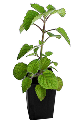 Lime Balm