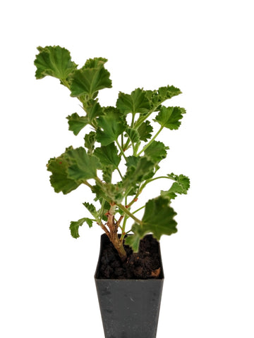 Scented Geranium Lime