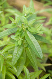 Lime Verbena