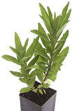 Lion's Tail - White