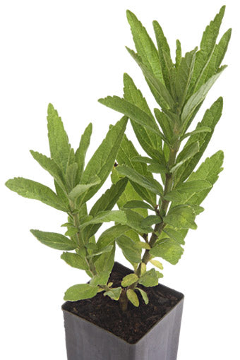 Lion's Tail - White