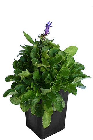 Lobelia siphilitica 'Great Blue'