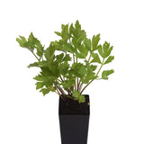 Lovage