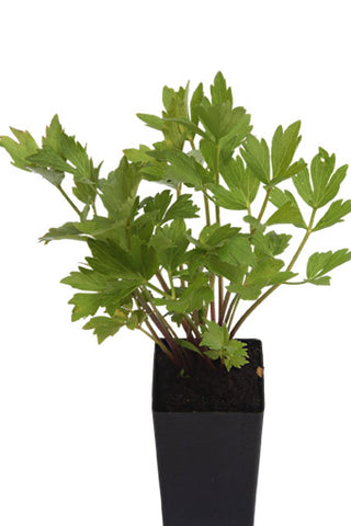 Lovage