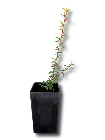 Manuka Tea Tree