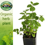 Mint - Native Mentha australis