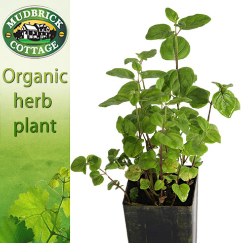 Mint - Native Mentha australis
