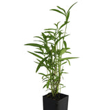 Mexican Tarragon