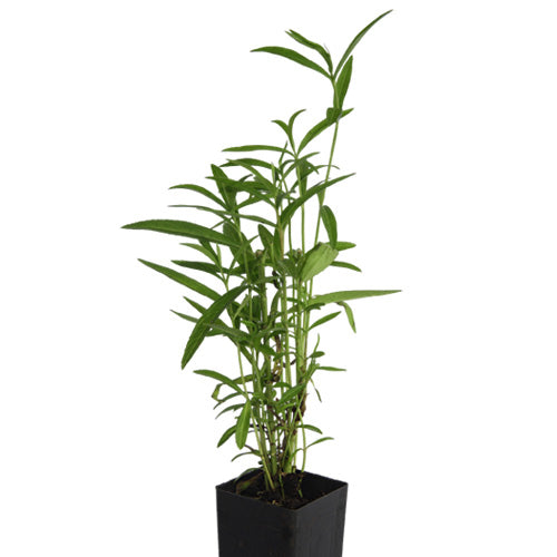 Mexican Tarragon