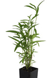 Mexican Tarragon