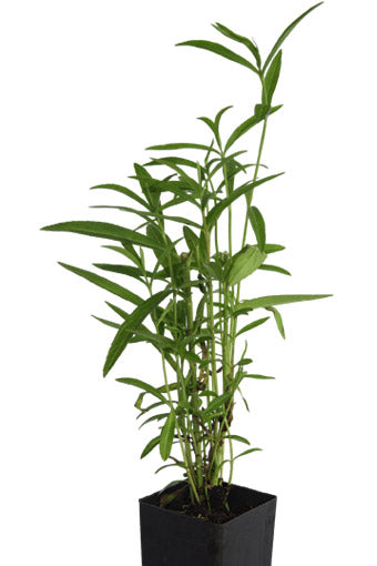 Mexican Tarragon