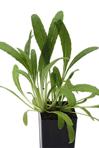 Asian Greens - Mibuna