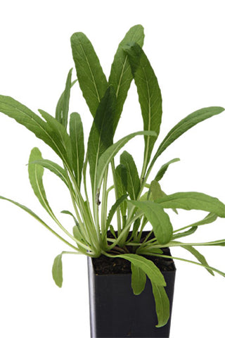 Asian Greens - Mibuna