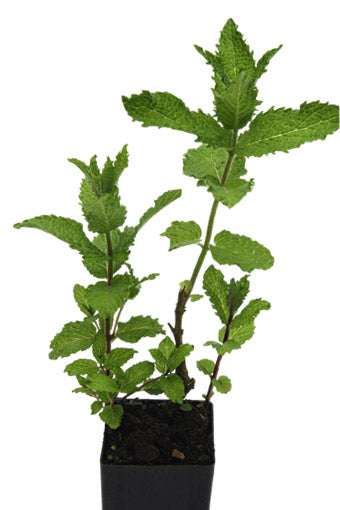 Mint - Egyptian Mint