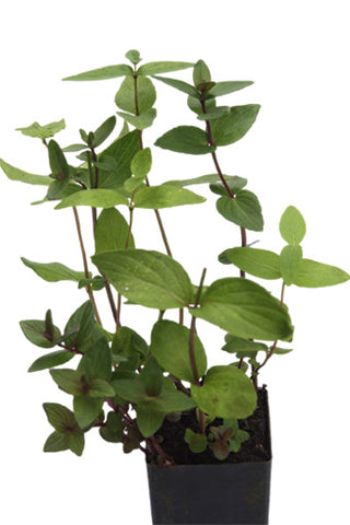 Mint - Stone Mint