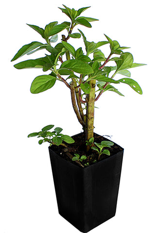 Mint - Hung Cay Mint