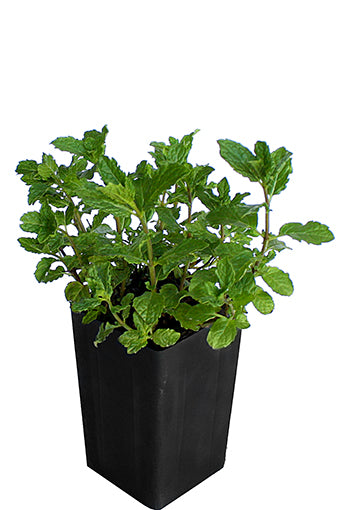 Mint - Moroccan Mint