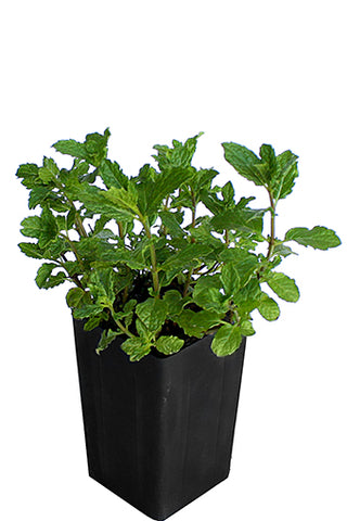 Mint - Moroccan Mint
