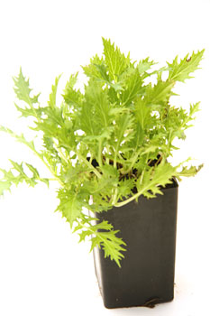 Asian Greens - Mizuna