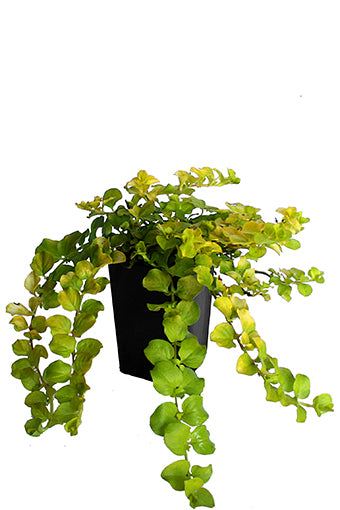 Moneywort 'Golden'