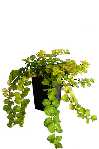 Moneywort 'Golden'