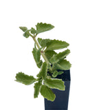 Mother of Herbs