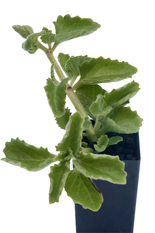Mother of Herbs