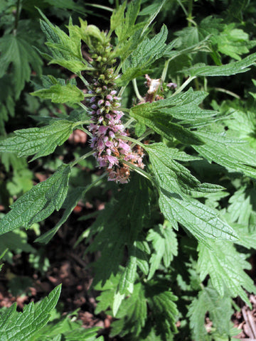 Motherwort