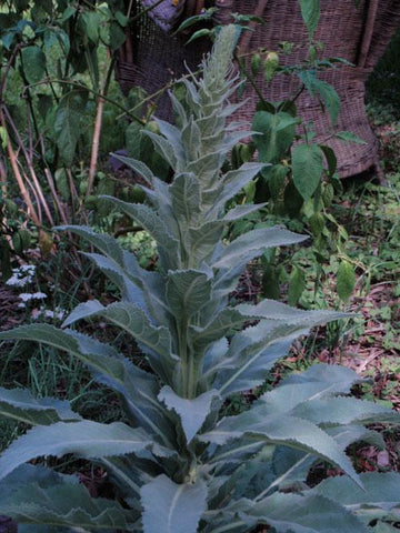 Mullein