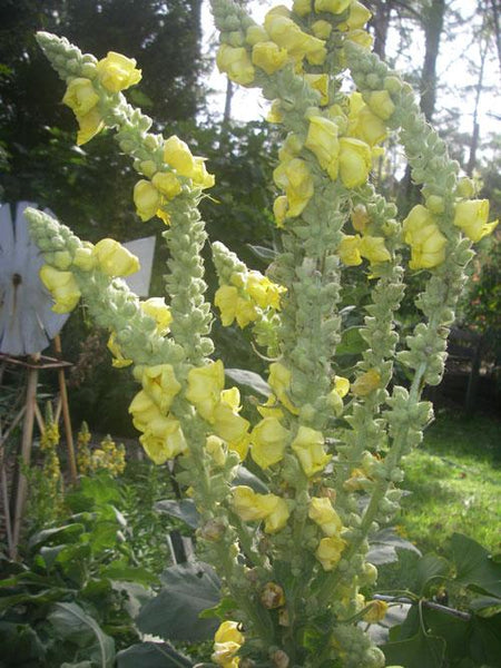 Mullein