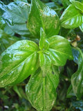 Mushroom Plant