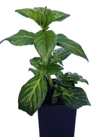 Mushroom Plant