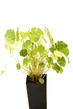 Nasturtium Alaska