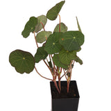 Nasturtium Empress of India