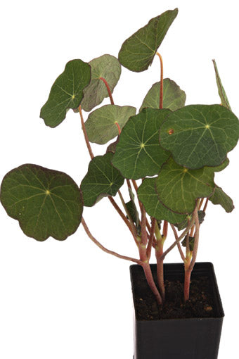 Nasturtium Empress of India