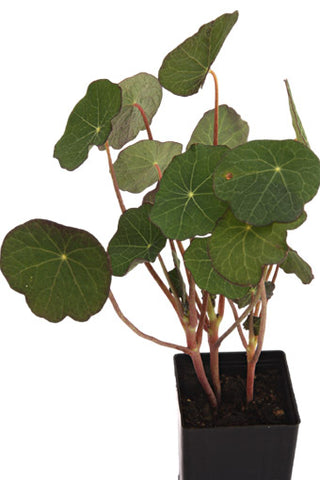 Nasturtium Empress of India