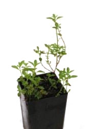 Mint - Native Mentha Diemenica
