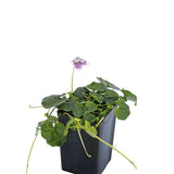 Native Violet