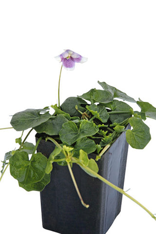 Native Violet