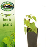 Nettle