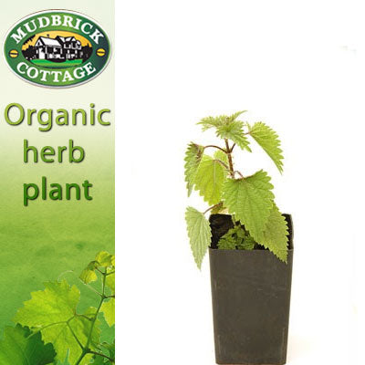 Nettle