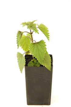 Nettle