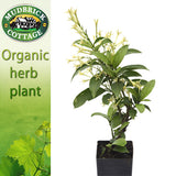 Night Scented Jessamine