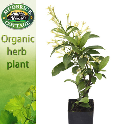Night Scented Jessamine